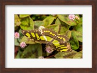 Framed Costa Rica, La Paz River Valley Captive Butterfly In La Paz Waterfall Garden