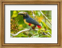 Framed Costa Rica, La Selva Biological Station Collared Aricari On Limb