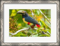 Framed Costa Rica, La Selva Biological Station Collared Aricari On Limb