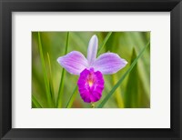 Framed Costa Rica, Sarapique River Valley Earth Orchid Blossom Close-Up