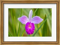 Framed Costa Rica, Sarapique River Valley Earth Orchid Blossom Close-Up