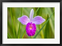 Framed Costa Rica, Sarapique River Valley Earth Orchid Blossom Close-Up