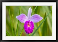 Framed Costa Rica, Sarapique River Valley Earth Orchid Blossom Close-Up