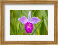 Framed Costa Rica, Sarapique River Valley Earth Orchid Blossom Close-Up