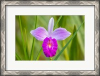 Framed Costa Rica, Sarapique River Valley Earth Orchid Blossom Close-Up