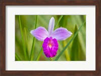 Framed Costa Rica, Sarapique River Valley Earth Orchid Blossom Close-Up