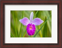Framed Costa Rica, Sarapique River Valley Earth Orchid Blossom Close-Up