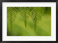 Framed Costa Rica, Sarapique River Valley Fern In Rain