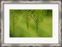 Framed Costa Rica, Sarapique River Valley Fern In Rain