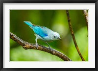 Framed Costa Rica, Sarapique River Valley Blue-Grey Tanager On Limb