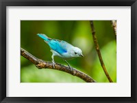 Framed Costa Rica, Sarapique River Valley Blue-Grey Tanager On Limb