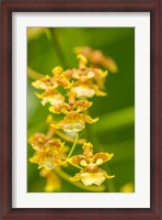 Framed Costa Rica, Sarapique River Valley Orchid Blossoms