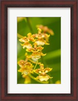 Framed Costa Rica, Sarapique River Valley Orchid Blossoms