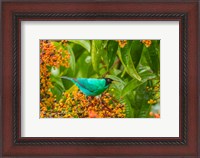 Framed Costa Rica, Arenal Green Honeycreeper And Berries