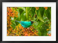 Framed Costa Rica, Arenal Green Honeycreeper And Berries