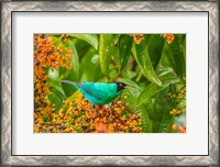 Framed Costa Rica, Arenal Green Honeycreeper And Berries