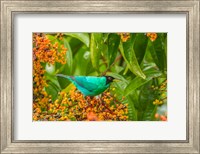 Framed Costa Rica, Arenal Green Honeycreeper And Berries