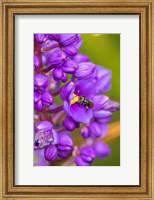 Framed Costa Rica, Arenal Insect On Blossom