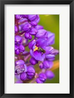 Framed Costa Rica, Arenal Insect On Blossom