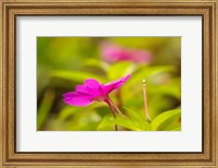 Framed Costa Rica, Monteverde Cloud Forest Reserve Pink Flower Close-Up