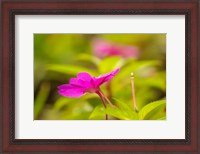 Framed Costa Rica, Monteverde Cloud Forest Reserve Pink Flower Close-Up