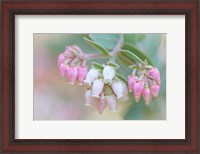 Framed Manzanita Flowers, Genus Arctostaphylos, Mount Diablo State Park