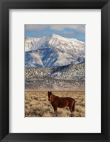 Framed California White Mountains And Wild Mustang In Adobe Valley