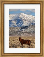 Framed California White Mountains And Wild Mustang In Adobe Valley