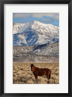 Framed California White Mountains And Wild Mustang In Adobe Valley