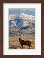 Framed California White Mountains And Wild Mustang In Adobe Valley