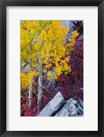 Framed California, Sierra Nevada Mountains Mountain Dogwood And Aspen Trees In Autumn