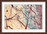 Framed California Detail Of Cut Slab Of Marble Rock