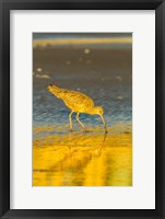 Framed California, San Luis Obispo County Long-Billed Curlew Feeding At Sunset