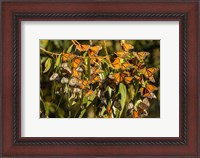 Framed California, San Luis Obispo County Clustering Monarch Butterflies On Branches