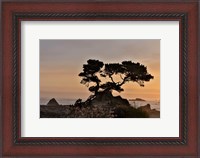 Framed Cypress Tree At Sunset Along The Northern California Coastline, Crescent City, California