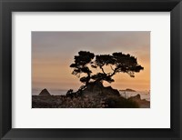 Framed Cypress Tree At Sunset Along The Northern California Coastline, Crescent City, California