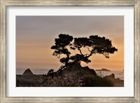 Framed Cypress Tree At Sunset Along The Northern California Coastline, Crescent City, California