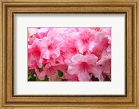 Framed Evergreen Azalea Blooms In The Spring And Summer