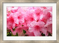 Framed Evergreen Azalea Blooms In The Spring And Summer