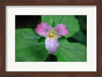 Framed Trillium Perennial Flowering Plant