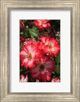 Framed Betty Boop Rose Is A Hybrid Rose With A Moderately Fruity Aroma