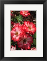 Framed Betty Boop Rose Is A Hybrid Rose With A Moderately Fruity Aroma