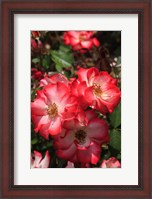 Framed Betty Boop Rose Is A Hybrid Rose With A Moderately Fruity Aroma