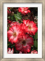 Framed Betty Boop Rose Is A Hybrid Rose With A Moderately Fruity Aroma