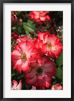 Framed Betty Boop Rose Is A Hybrid Rose With A Moderately Fruity Aroma