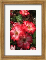 Framed Betty Boop Rose Is A Hybrid Rose With A Moderately Fruity Aroma