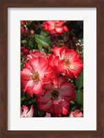 Framed Betty Boop Rose Is A Hybrid Rose With A Moderately Fruity Aroma