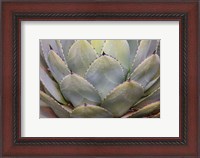 Framed Parry's Agave Or Mescal Agave