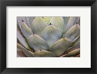 Framed Parry's Agave Or Mescal Agave