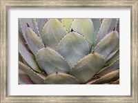 Framed Parry's Agave Or Mescal Agave